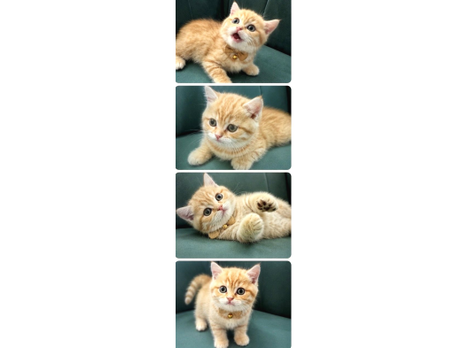 British Shorthair Yavrular görsel