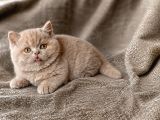 İthal - Kalite Koca Yanaklı Lilac British Shorthair Yavru