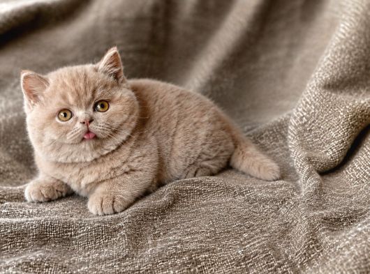 İthal - Kalite Koca Yanaklı Lilac British Shorthair Yavru görsel