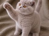 İthal - Kalite Koca Yanaklı Lilac British Shorthair Yavru