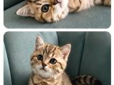 British Shorthair Yavrular