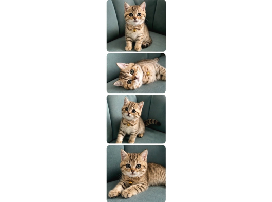 British Shorthair Yavrular görsel