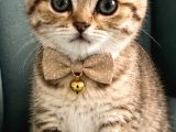 British Shorthair Yavrular