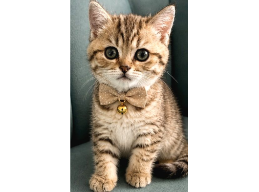 British Shorthair Yavrular görsel