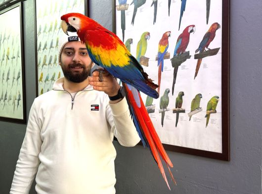 Nadi̇r Bulunan Evci̇l Konuşan Scarlet Macaw Papağanimiz