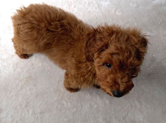 4 Aylık Toy Poodle görsel