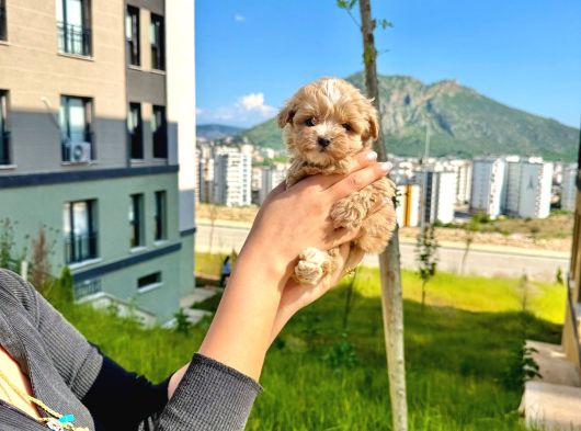 Teacup Maltipoo Bebekler