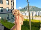Teacup Maltipoo Bebekler