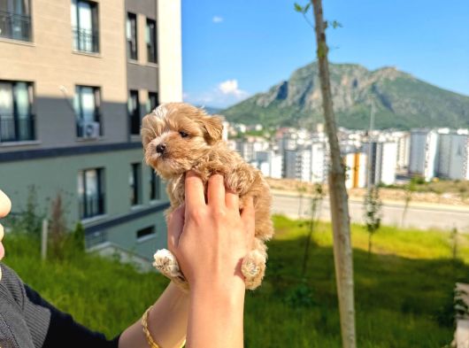 Teacup Maltipoo Bebekler görsel