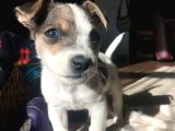 Irk Ve Sağlik Garanti̇li̇ Jack Russell Terri̇er