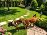 Belçi̇ka Kurdu Yavrulari Ankara