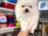 Pomeranian Yavrularımız Ilk Aşıları Yapıldı