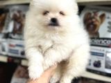 Pomeranian yavrularımız ilk aşıları yapıldı teslime hazır