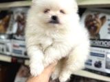 Pomeranian Yavrularımız Ilk Aşıları Yapıldı