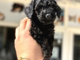 Black Poodle  Yavrumuz Yeni̇ Yuvasini Aramakta