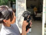 Black Poodle  Yavrumuz Yeni̇ Yuvasini Aramakta
