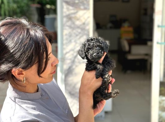 Black Poodle  Yavrumuz Yeni̇ Yuvasini Aramakta görsel