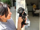 BLACK POODLE  YAVRUMUZ YENİ YUVASINI ARAMAKTA