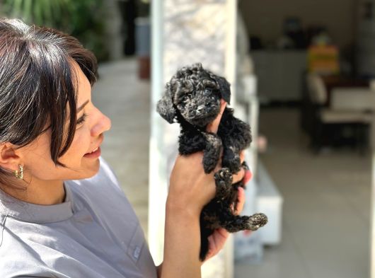Black Poodle  Yavrumuz Yeni̇ Yuvasini Aramakta