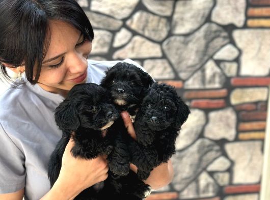 Black Poodle  Yavrumuz Yeni̇ Yuvasini Aramakta görsel