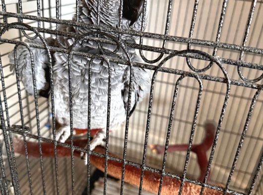 5 Yaşında Papağan Kafesiyle Birlikte Verilecektir görsel