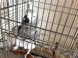 5 Yaşında Papağan Kafesiyle Birlikte Verilecektir