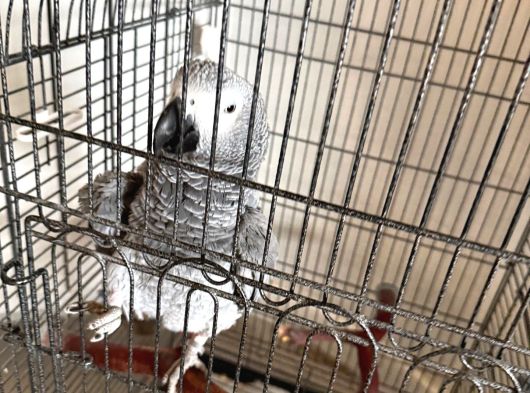 5 Yaşında Papağan Kafesiyle Birlikte Verilecektir görsel