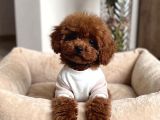 Mağazamızdan Aşılı Toypoodle Bebeklerimiz Sizlerle