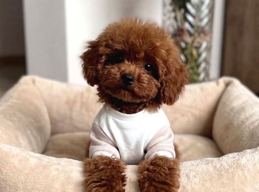 Mağazamızdan Aşılı Toypoodle Bebeklerimiz Sizlerle görsel