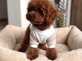 Mağazamızdan Aşılı Toypoodle Bebeklerimiz Sizlerle