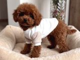 Mağazamızdan Aşılı ToyPoodle bebeklerimiz sizlerle