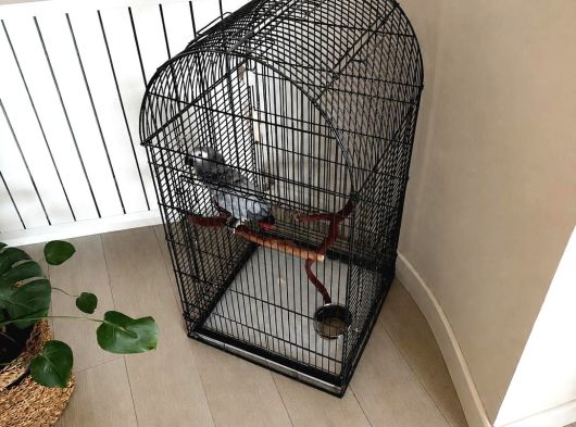 5 Yaşında Papağan Kafesiyle Birlikte Verilecektir görsel