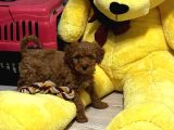 4 Aylık Toy Poodle