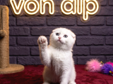 Sevi̇mli̇ Scotti̇sh Fold Kedi̇leri̇mi̇z