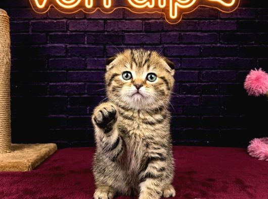SEVİMLİ SCOTTİSH FOLD KEDİLERİMİZ