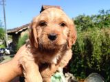 Maltipoo Yavrularımız Yuvasını Arıyor
