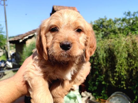 Maltipoo Yavrularımız Yuvasını Arıyor görsel