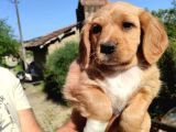 Maltipoo Yavrularımız Yuvasını Arıyor