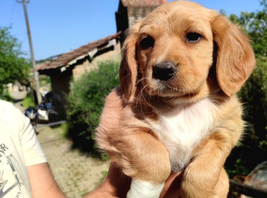 Maltipoo Yavrularımız Yuvasını Arıyor görsel
