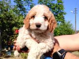 Maltipoo Yavrularımız Yuvasını Arıyor