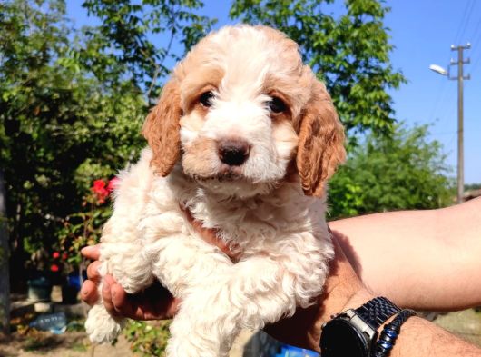 Maltipoo Yavrularımız Yuvasını Arıyor görsel