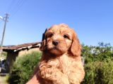 Maltipoo Yavrularımız Yuvasını Arıyor
