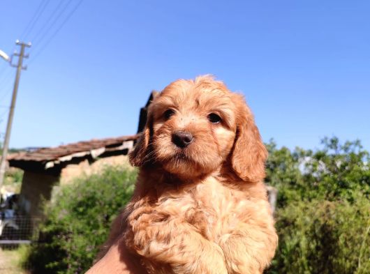 Maltipoo Yavrularımız Yuvasını Arıyor görsel