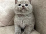 Fawn Renk Ayı Surat Top Safkan British Shorthair Bebis