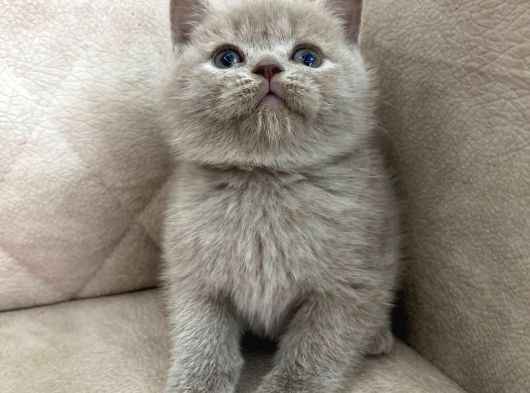 Fawn Renk Ayı Surat Top Safkan British Shorthair Bebis görsel