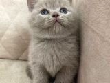 Fawn Renk Ayı Surat Top Safkan British Shorthair Bebis