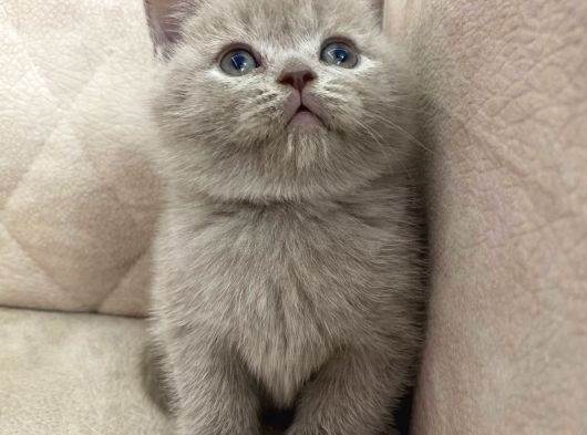 Fawn Renk Ayı Surat Top Safkan British Shorthair Bebis görsel