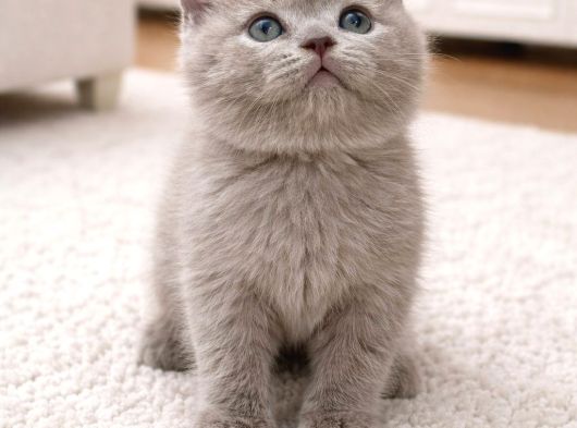 Fawn Renk Ayı Surat Top Safkan British Shorthair Bebis