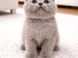 Fawn Renk Ayı Surat Top Safkan British Shorthair Bebis