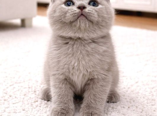 Fawn Renk Ayı Surat Top Safkan British Shorthair Bebis görsel